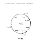 HER2 ANTIBODY COMPOSITIONS diagram and image