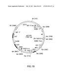 HER2 ANTIBODY COMPOSITIONS diagram and image