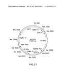 HER2 ANTIBODY COMPOSITIONS diagram and image