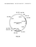 HER2 ANTIBODY COMPOSITIONS diagram and image