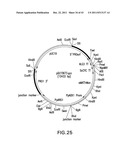 HER2 ANTIBODY COMPOSITIONS diagram and image