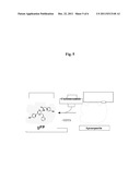 PROCESS FOR PRODUCING COELENTERAMIDE OR AN ANALOG THEREOF diagram and image