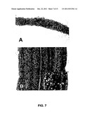 METHODS FOR GENERATING CARTILAGE TISSUE diagram and image