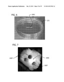 ENGINEERED BIOLOGICAL NERVE GRAFT, FABRICATION AND APPLICATION THEREOF diagram and image