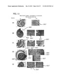 ENGINEERED BIOLOGICAL NERVE GRAFT, FABRICATION AND APPLICATION THEREOF diagram and image