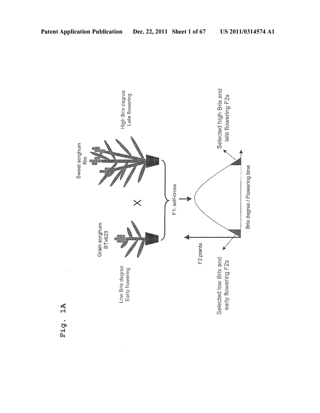 Compositions and Methods for the Regulation of Carbohydrate Metabolism and     Flowering in Plants - diagram, schematic, and image 02