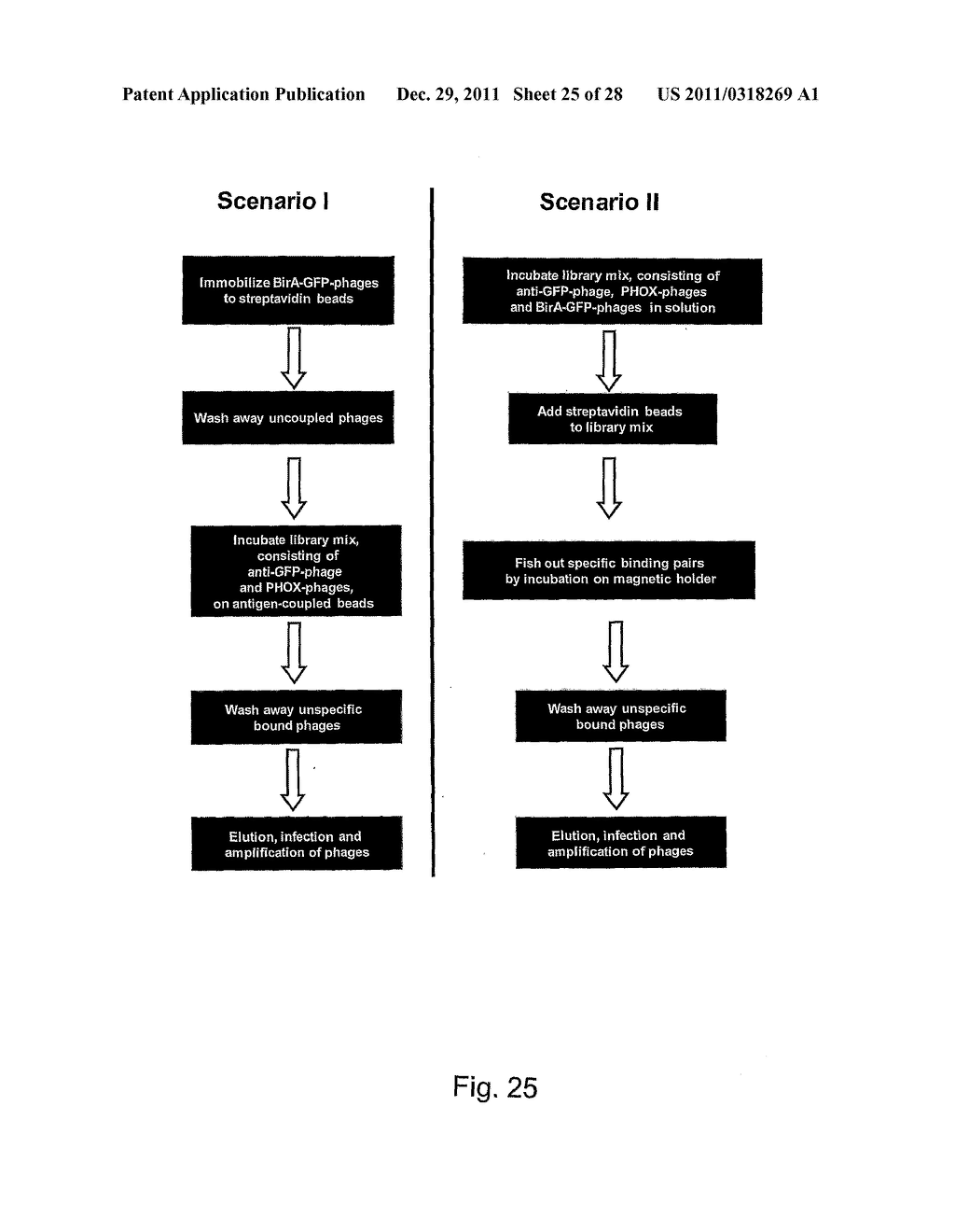 Method For Screening Phage Display Libraries Against Each Other - diagram, schematic, and image 26