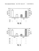 MESENCHYMAL STEM CELLS AND USES THEREFOR diagram and image