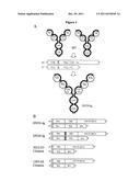 DUAL VARIABLE DOMAIN IMMUNOGLOBULINS AND USES THEREOF diagram and image