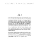 Humanized IL-25 Antibodies diagram and image