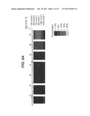 Humanized IL-25 Antibodies diagram and image