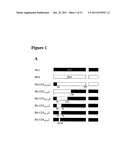 METHODS AND COMPOSITIONS BASED ON SHIGA TOXIN TYPE 2 PROTEIN diagram and image