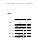 METHODS AND COMPOSITIONS BASED ON SHIGA TOXIN TYPE 2 PROTEIN diagram and image