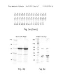 ANTIBODY HAVING A T-CELL RECEPTOR-LIKE SPECIFICITY, YET HIGHER AFFINITY,     AND THE USE OF SAME IN THE DETECTION AND TREATMENT OF CANCER, VIRAL     INFECTION AND AUTOIMMUNE DISEASE diagram and image