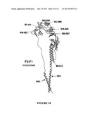 RECOMBINANT EXPRESSION OF SELF-FOLDING NEUTRALIZING EPITOPE-BEARING     SUBDOMAINS OF THE RESPIRATORY SYNCYTIAL VIRUS ATTACHMENT AND FUSION     PROTEINS diagram and image