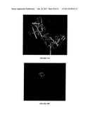 RECOMBINANT EXPRESSION OF SELF-FOLDING NEUTRALIZING EPITOPE-BEARING     SUBDOMAINS OF THE RESPIRATORY SYNCYTIAL VIRUS ATTACHMENT AND FUSION     PROTEINS diagram and image