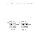 Methylated TAT Polypeptides and Methods of Use Thereof diagram and image