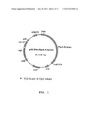 VECTOR FOR TREATMENT VACCINE FOR STABLE AND CONSTITUTIVE HIGH-EXPRESSION     CERVICAL CANCER AND RECOMBINANT LACTOBACILLUS TRANSFORMED BY THE SAME diagram and image