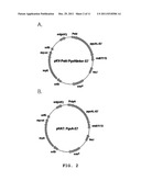 VECTOR FOR TREATMENT VACCINE FOR STABLE AND CONSTITUTIVE HIGH-EXPRESSION     CERVICAL CANCER AND RECOMBINANT LACTOBACILLUS TRANSFORMED BY THE SAME diagram and image