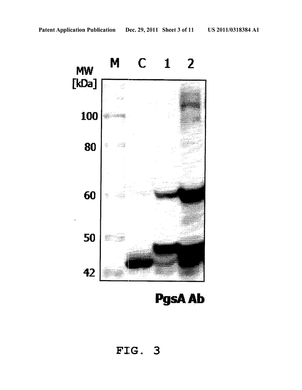 VECTOR FOR TREATMENT VACCINE FOR STABLE AND CONSTITUTIVE HIGH-EXPRESSION     CERVICAL CANCER AND RECOMBINANT LACTOBACILLUS TRANSFORMED BY THE SAME - diagram, schematic, and image 04