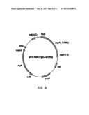 VECTOR FOR TREATMENT VACCINE FOR STABLE AND CONSTITUTIVE HIGH-EXPRESSION     CERVICAL CANCER AND RECOMBINANT LACTOBACILLUS TRANSFORMED BY THE SAME diagram and image