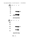 VECTOR FOR TREATMENT VACCINE FOR STABLE AND CONSTITUTIVE HIGH-EXPRESSION     CERVICAL CANCER AND RECOMBINANT LACTOBACILLUS TRANSFORMED BY THE SAME diagram and image