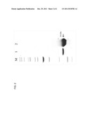 Microbial Expression of Tobacco Osmotin for Biocidal and Medical     Applications diagram and image