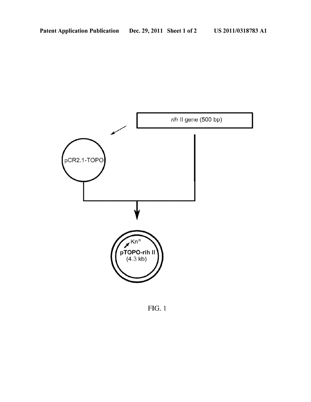 Microorganism Producing Inosine and Method of Producing Inosine Using the     Same - diagram, schematic, and image 02