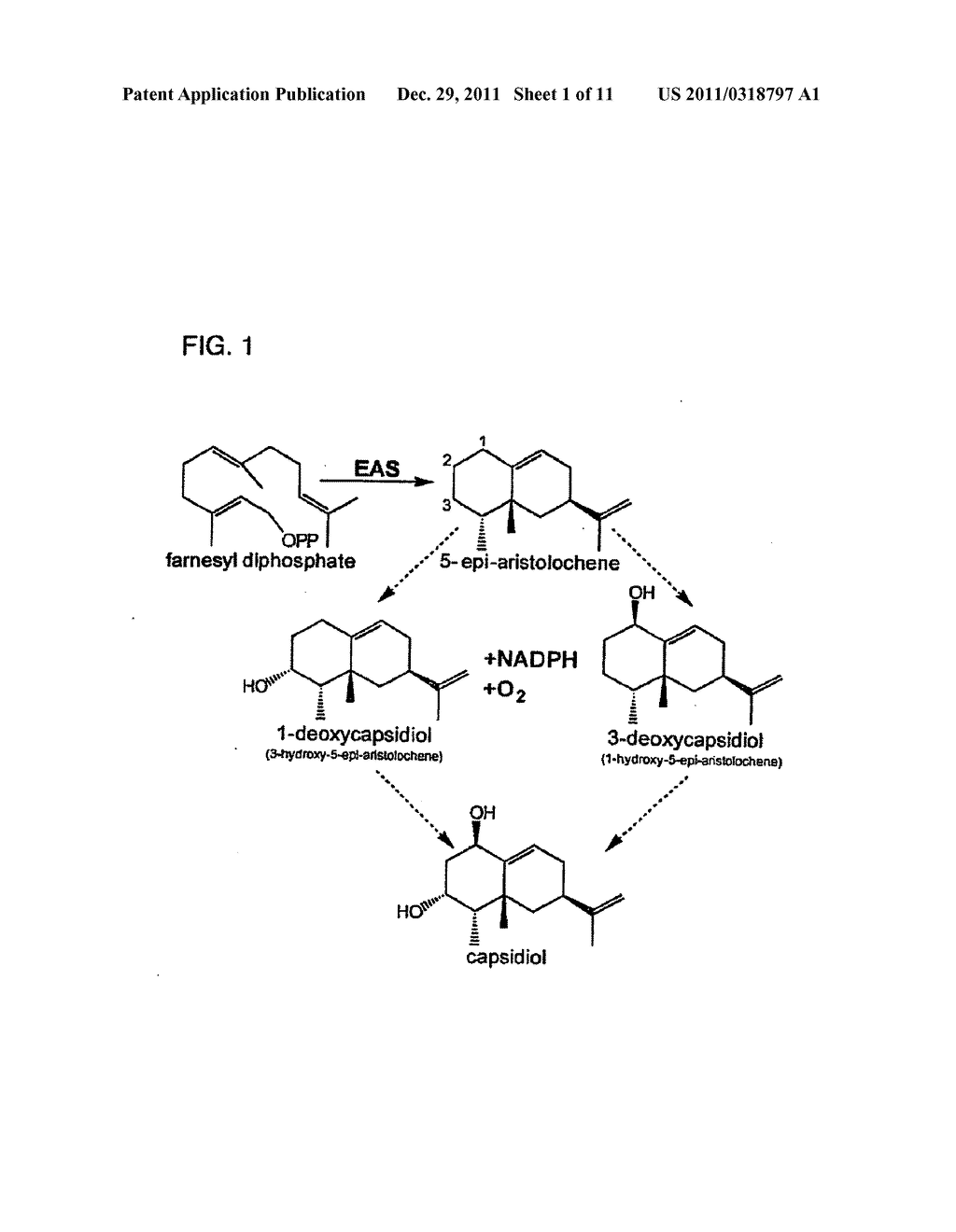 Cytochrome P450s and uses thereof - diagram, schematic, and image 02