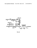 YEAST ORGANISM PRODUCING ISOBUTANOL AT A HIGH YIELD diagram and image