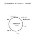 YEAST ORGANISM PRODUCING ISOBUTANOL AT A HIGH YIELD diagram and image