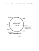 YEAST ORGANISM PRODUCING ISOBUTANOL AT A HIGH YIELD diagram and image