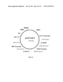 YEAST ORGANISM PRODUCING ISOBUTANOL AT A HIGH YIELD diagram and image