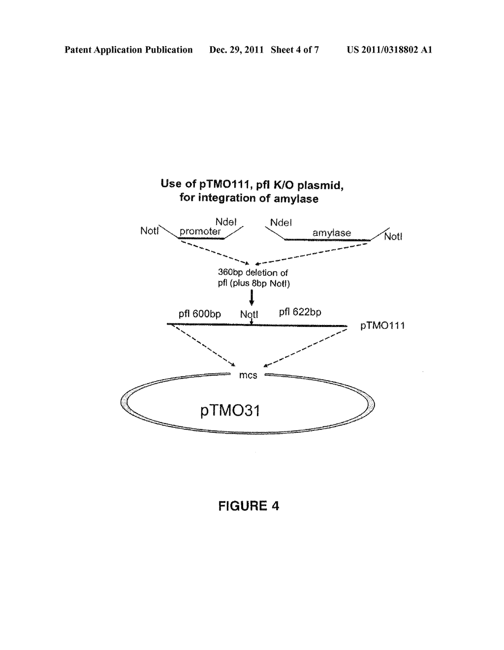 THERMOPHILIC MICRO-ORGANISMS FOR ETHANOL PRODUCTION - diagram, schematic, and image 05