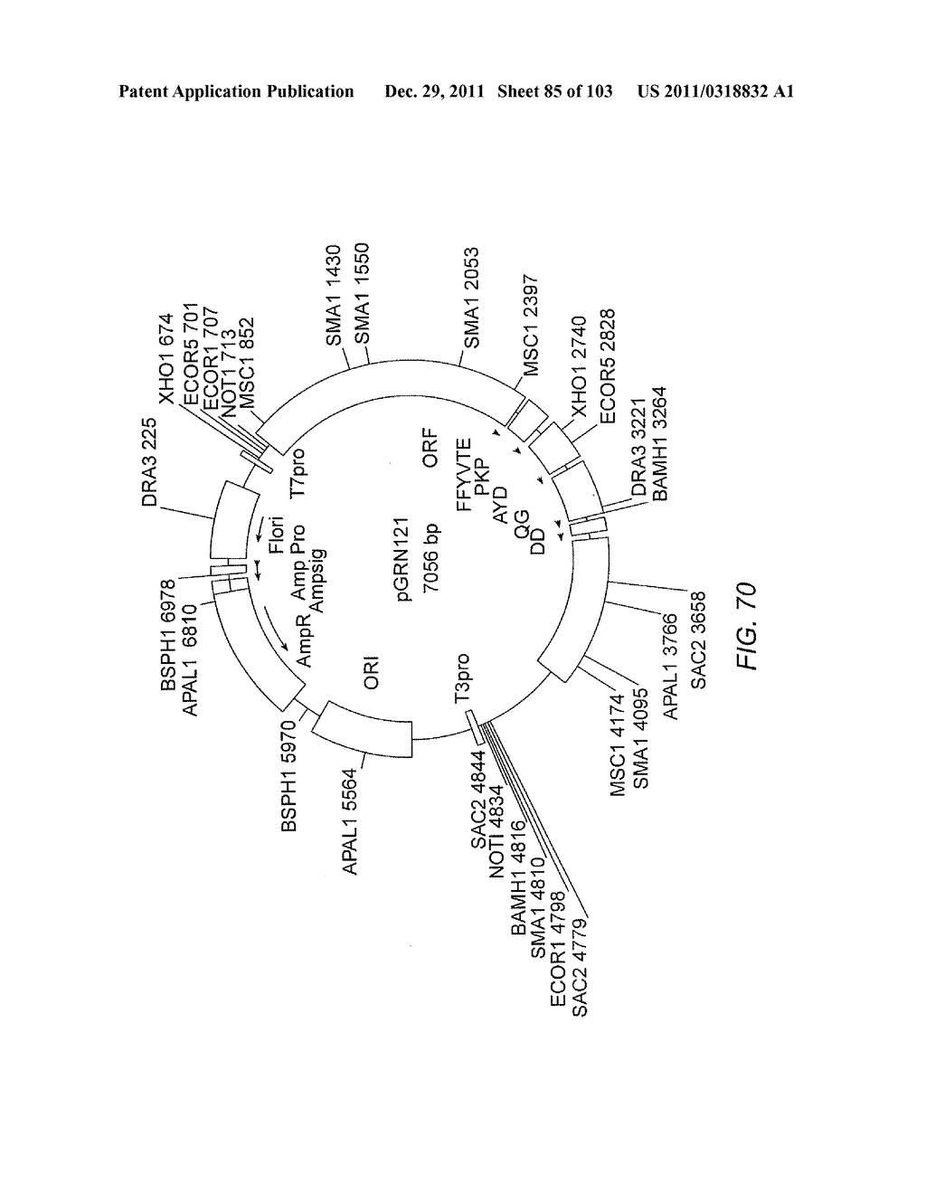 Human Telomerase Catalytic Subunit - diagram, schematic, and image 86