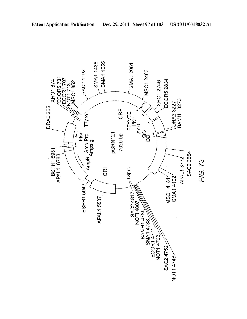 Human Telomerase Catalytic Subunit - diagram, schematic, and image 98