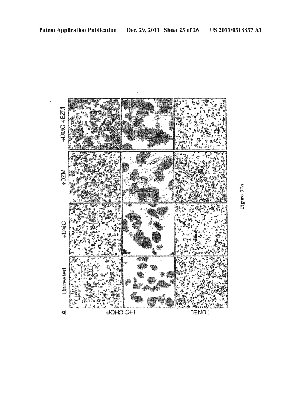 METHODS AND COMPOSITIONS FOR INDUCING APOPTOSIS BY STIMULATING ER STRESS - diagram, schematic, and image 24