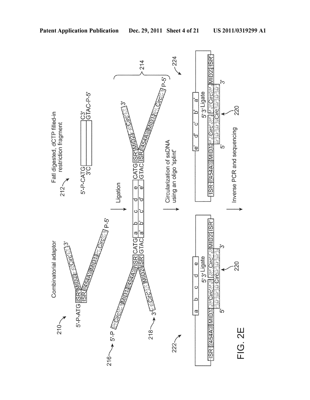 METHODS AND COMPOSITIONS FOR POLYNUCLEOTIDE LIBRARY PRODUCTION,     IMMORTALIZATION AND REGION OF INTEREST EXTRACTION - diagram, schematic, and image 05