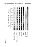 Treatment and prevention of diffuse parenchymal lung disease by selective     active-site mTOR inhibitors diagram and image