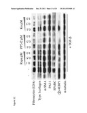 Treatment and prevention of diffuse parenchymal lung disease by selective     active-site mTOR inhibitors diagram and image