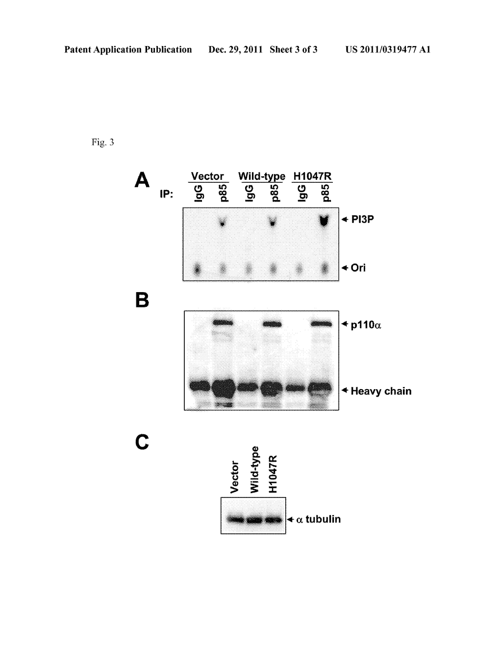 MUTATIONS OF THE PIK3CA GENE IN HUMAN CANCERS - diagram, schematic, and image 04