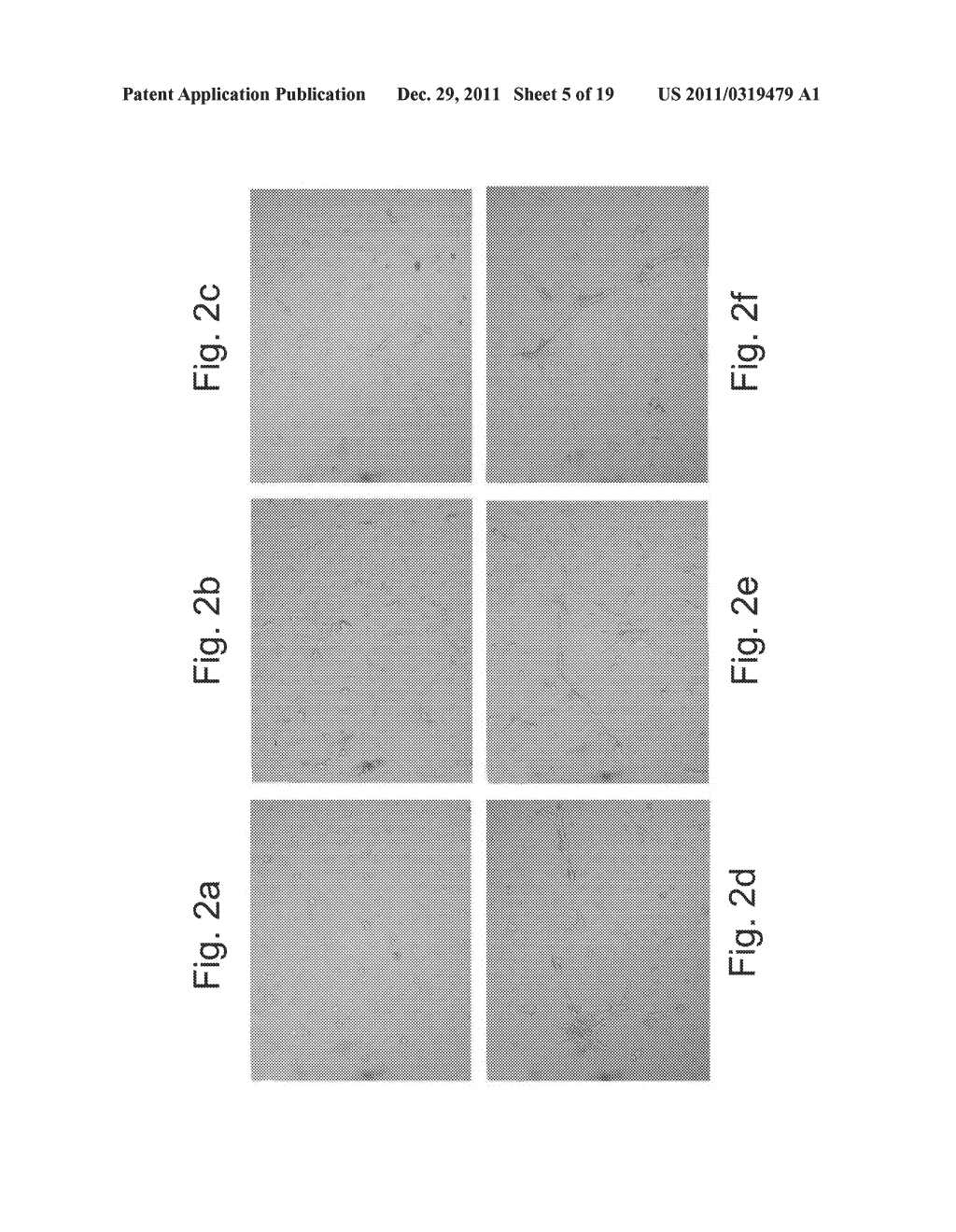 POLYPEPTIDES AND POLYNUCLEOTIDES ENCODING SAME AND USE THEREOF IN THE     TREATMENT OF MEDICAL CONDITIONS ASSOCIATED WITH ISCHEMIA - diagram, schematic, and image 06