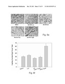 POLYPEPTIDES AND POLYNUCLEOTIDES ENCODING SAME AND USE THEREOF IN THE     TREATMENT OF MEDICAL CONDITIONS ASSOCIATED WITH ISCHEMIA diagram and image