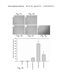 POLYPEPTIDES AND POLYNUCLEOTIDES ENCODING SAME AND USE THEREOF IN THE     TREATMENT OF MEDICAL CONDITIONS ASSOCIATED WITH ISCHEMIA diagram and image