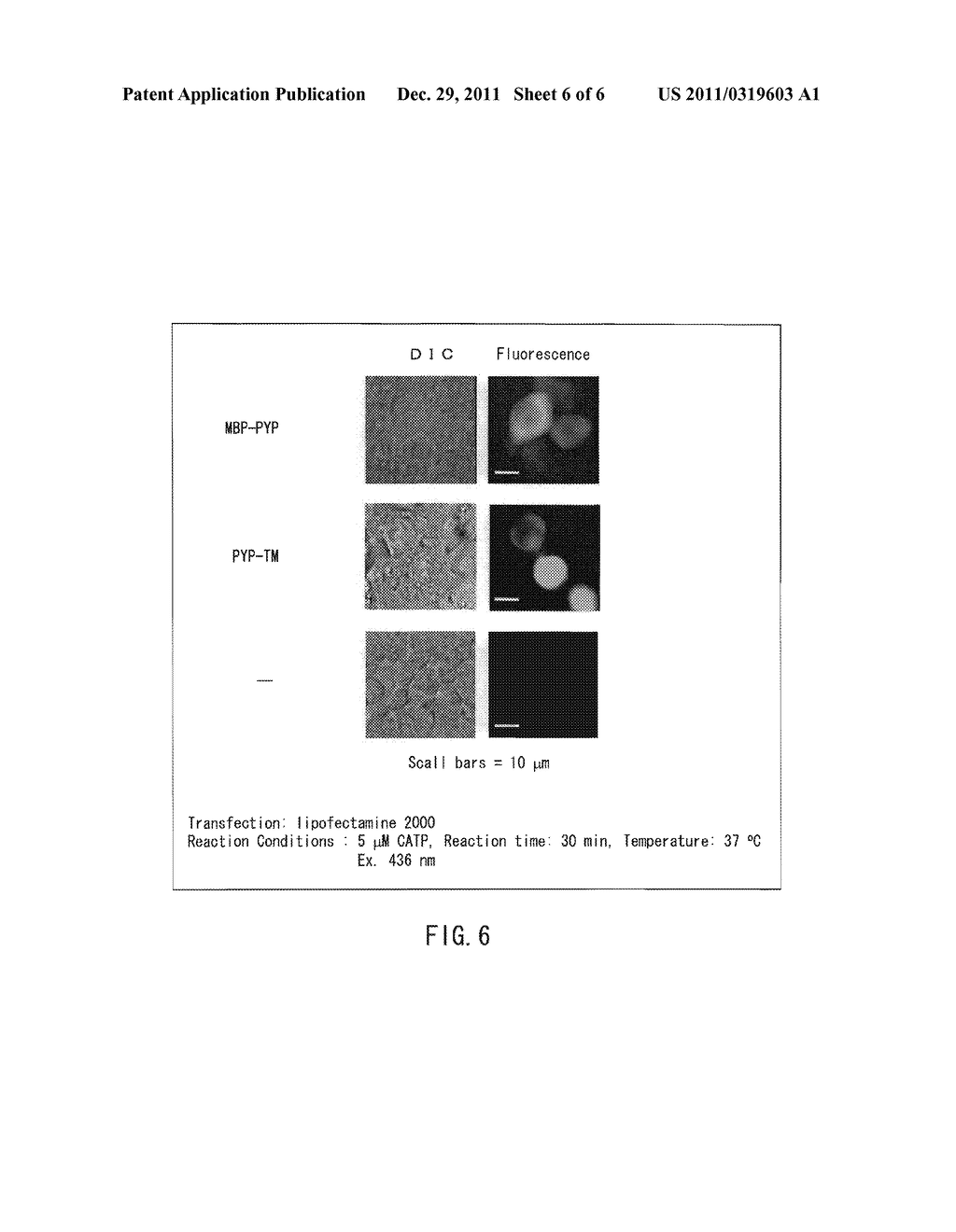 METHOD FOR FLUORESCENTLY LABELING PROTEIN - diagram, schematic, and image 07