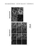 DENDRIMER BASED NANODEVICES FOR THERAPEUTIC AND IMAGING PURPOSES diagram and image