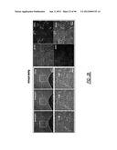 DENDRIMER BASED NANODEVICES FOR THERAPEUTIC AND IMAGING PURPOSES diagram and image