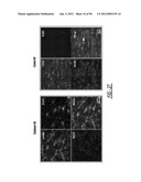 DENDRIMER BASED NANODEVICES FOR THERAPEUTIC AND IMAGING PURPOSES diagram and image