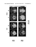 DENDRIMER BASED NANODEVICES FOR THERAPEUTIC AND IMAGING PURPOSES diagram and image