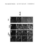 DENDRIMER BASED NANODEVICES FOR THERAPEUTIC AND IMAGING PURPOSES diagram and image